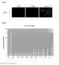 Fig. 04 - PEPTIDE HAVING CELL MEMBRANE PENETRATING ACTIVITY
