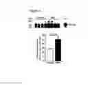 Fig. 05 - Soluble endoglin and uses thereof