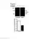 Fig. 08 - Soluble endoglin and uses thereof