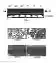 Fig. 02 - Methods, compositions and kits relating to chitnases and chitnase-like molecules and inflammation disease