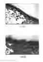 Fig. 04 - Methods, compositions and kits relating to chitnases and chitnase-like molecules and inflammation disease