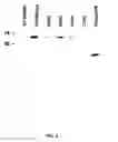 Fig. 09 - Recombinant HCMV and RHCMV vectors and uses thereof