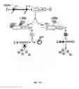 Fig. 17 - Recombinant HCMV and RHCMV vectors and uses thereof
