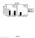 Fig. 26 - Recombinant HCMV and RHCMV vectors and uses thereof