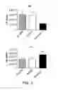 Fig. 05 - Methods for treating respiratory viral infection
