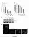 Fig. 06 - LONG NON-CODING RNA SPRY4-IT1 AS A DIAGNOSTIC AND THERAPEUTIC AGENT