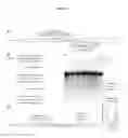 Fig. 35 - Nucleotide-Specific Recognition Sequences For Designer TAL Effectors