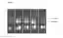 Fig. 06 - STABILIZATION OF NUCLEIC ACIDS IN CELL MATERIAL-CONTAINING BIOLOGICAL SAMPLES