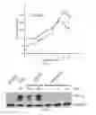 Fig. 06 - Histone demethylase inhibitors and methods for using the same