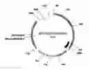Fig. 01 - TUMOR THERAPY WITH REPLICATION COMPETENT SINDBIS VIRAL VECTORS