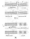 Fig. 10 - Charged particle beam scanning using deformed high gradient insulator