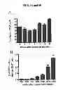 Fig. 07 - Antibody modulating the differentiation and function of dendritic cells via binding intercellular adhesion molecule-1 and use thereof