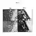 Fig. 09 - Antibody modulating the differentiation and function of dendritic cells via binding intercellular adhesion molecule-1 and use thereof