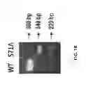 Fig. 03 - Mutant parasites for use as vaccines and platforms for screening for compounds