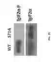 Fig. 04 - Mutant parasites for use as vaccines and platforms for screening for compounds