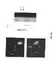 Fig. 09 - Mutant parasites for use as vaccines and platforms for screening for compounds