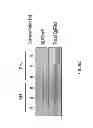 Fig. 13 - Mutant parasites for use as vaccines and platforms for screening for compounds
