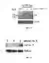 Fig. 16 - Mutant parasites for use as vaccines and platforms for screening for compounds