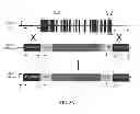 Fig. 18 - Mutant parasites for use as vaccines and platforms for screening for compounds