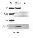 Fig. 19 - Mutant parasites for use as vaccines and platforms for screening for compounds