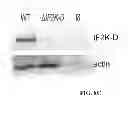 Fig. 20 - Mutant parasites for use as vaccines and platforms for screening for compounds