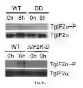 Fig. 21 - Mutant parasites for use as vaccines and platforms for screening for compounds