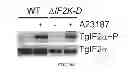 Fig. 22 - Mutant parasites for use as vaccines and platforms for screening for compounds
