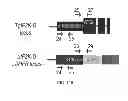 Fig. 25 - Mutant parasites for use as vaccines and platforms for screening for compounds