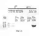 Fig. 32 - Mutant parasites for use as vaccines and platforms for screening for compounds