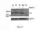 Fig. 38 - Mutant parasites for use as vaccines and platforms for screening for compounds