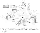 Fig. 02 - MODIFIED SOPHOROLIPIDS COMBINATIONS AS ANTIMICROBIAL AGENTS