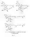 Fig. 08 - MODIFIED SOPHOROLIPIDS COMBINATIONS AS ANTIMICROBIAL AGENTS