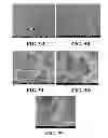 Fig. 07 - Immobilized metallic nanoparticles as unique materials for therapeutic and biosensor applications