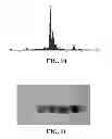 Fig. 08 - Immobilized metallic nanoparticles as unique materials for therapeutic and biosensor applications