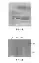 Fig. 04 - COMPOSITIONS AND METHODS TO FABRICATE A PHOTOACTIVE SUBSTRATE SUITABLE FOR SHAPED GLASS STRUCTURES