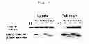 Fig. 09 - RNF8-FHA domain-modified protein and method of producing the same