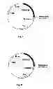 Fig. 02 - Nucleic acids molecule encoding the polypeptide for treating virus-induced cancer