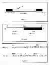 Fig. 02 - METHOD FOR DETECTING GENE REGION FEATURES BASED ON INTER-ALU POLYMERASE CHAIN REACTION