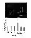 Fig. 02 - Neurotrophic peptides