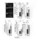 Fig. 07 - Neurotrophic peptides