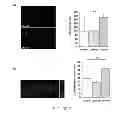 Fig. 09 - Neurotrophic peptides