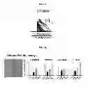 Fig. 06 - COMPOSITION FOR INHIBITING THE ACTIVITY OF INOSITOL 1,4,5-TRIPHOSPHATE RECEPTOR SUBTYPE III