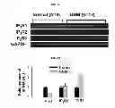 Fig. 12 - COMPOSITION FOR INHIBITING THE ACTIVITY OF INOSITOL 1,4,5-TRIPHOSPHATE RECEPTOR SUBTYPE III