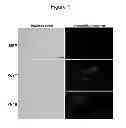 Fig. 02 - ADIPOSE TISSUE-DERIVED STEM CELLS FOR VETERINARY USE