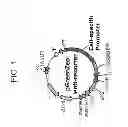 Fig. 02 - Methods of generating oligodendrocytes and cell populations comprising same