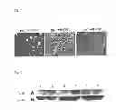 Fig. 06 - CANDIDATES AGAINST INFECTION