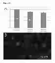 Fig. 07 - Porous Degradable Polyelectrolyte Microspheres as Vaccine Vector