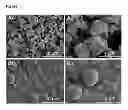Fig. 08 - Porous Degradable Polyelectrolyte Microspheres as Vaccine Vector