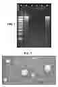 Fig. 02 - Immunisation of large mammals with low doses of RNA