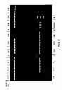 Fig. 02 - STABLE COMPOSITIONS FOR NUCLEIC ACID AMPLIFICATION AND SEQUENCING